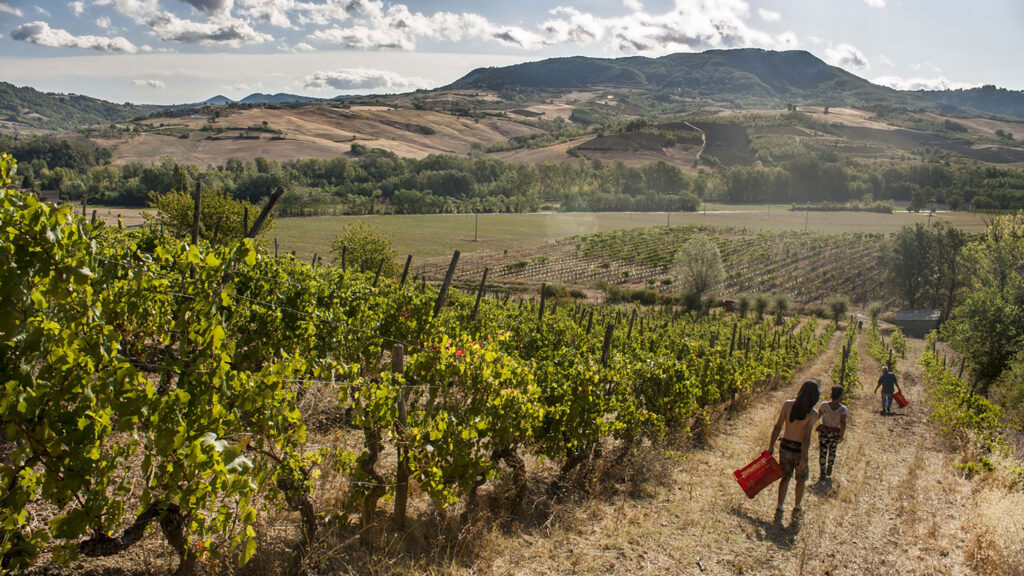 panoramisch uitzicht op de wijngaard Il Vino e le Rose