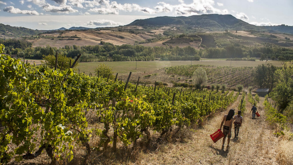 vista panoramica vigneto Il Vino e le Rose