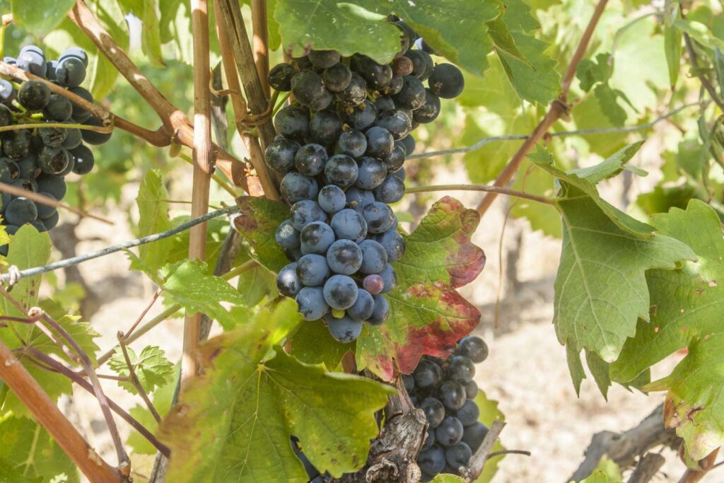 Druiventrossen in de wijngaard - Il Vino e le Rose